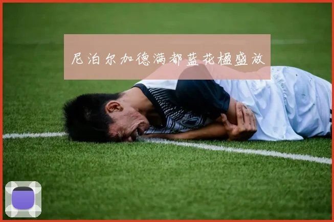尼泊尔加德满都蓝花楹盛放
