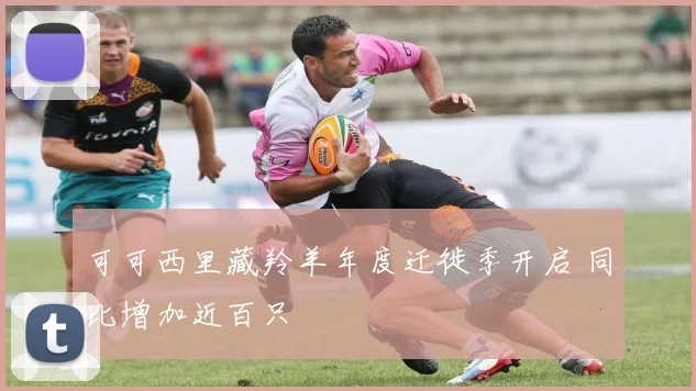 可可西里藏羚羊年度迁徙季开启 同比增加近百只